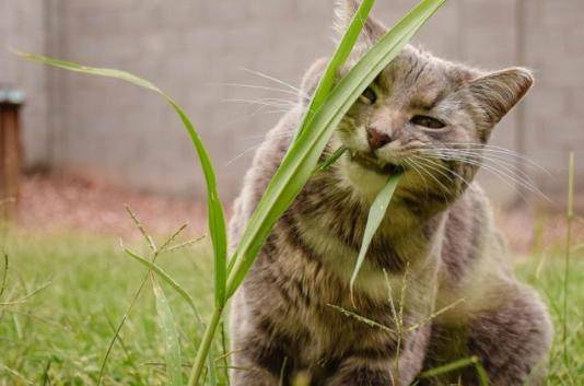 宠物猫怎么突然吃草