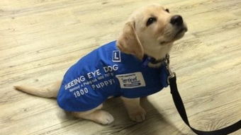宠物狗怎么分不同的犬种