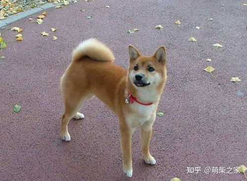 从日本买柴犬多少钱