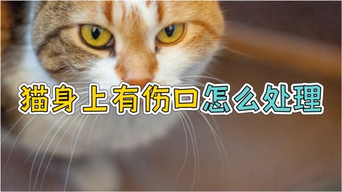 宠物猫有伤口怎么处理