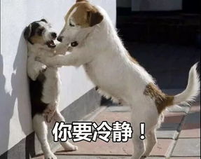 宠物狗被训斥会怎么样吗