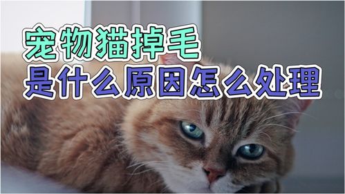 宠物猫毛怎么净化