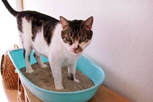 宠物猫怎么乱拉屎
