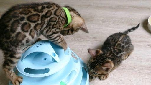 家养的宠物猫怎么卖掉