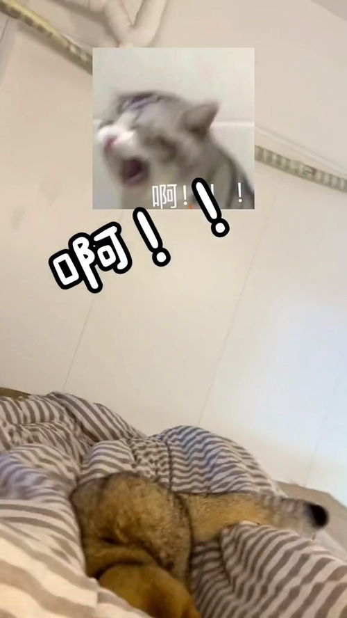 灰兔子宠物猫怎么养