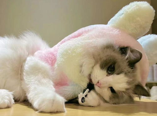 怎么抗宠物猫过敏
