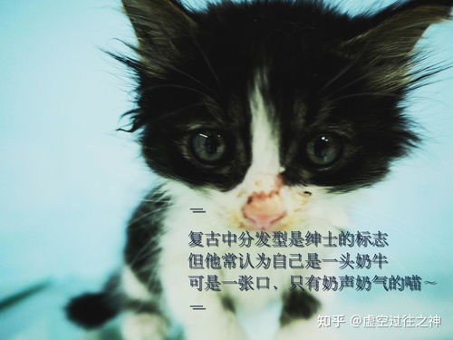 宠物狗出租文案怎么写吸引人