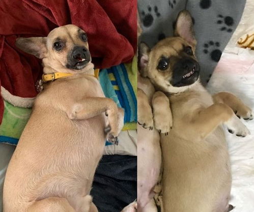 宠物狗爱咬小主人怎么办