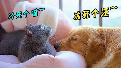 宠物猫狗怎么过冬啊