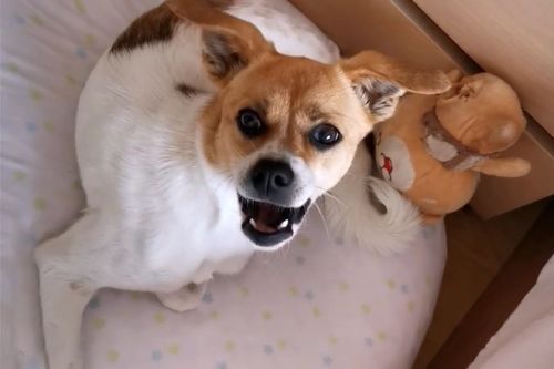 宠物狗独自回家怎么办呢