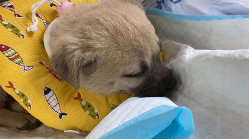 宠物狗脱肛怎么回事儿啊