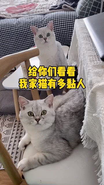 宠物猫怎么去找