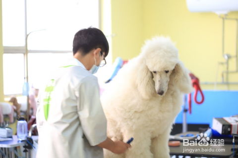 在学校怎么样养宠物狗呢