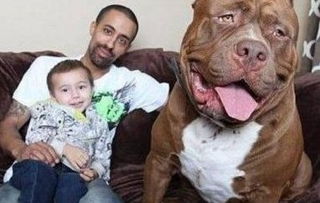 成年斗牛犬一天吃多少