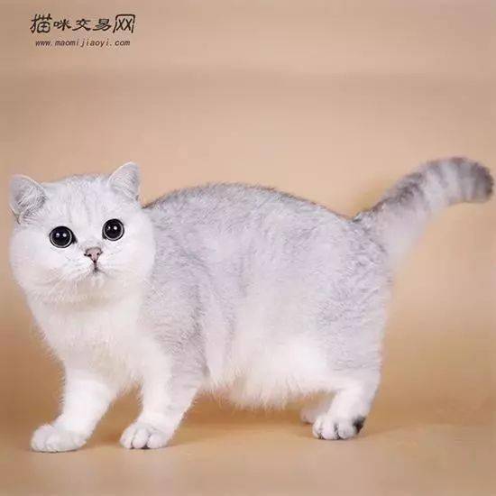 银渐层猫一般多少钱
