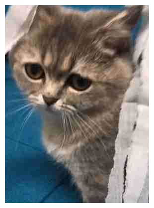 宠物猫怎么变包子脸