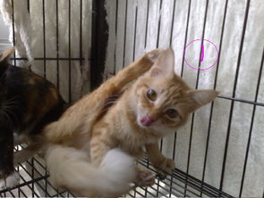 香港怎么领养宠物猫