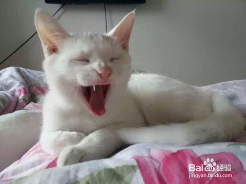怎么养大宠物猫