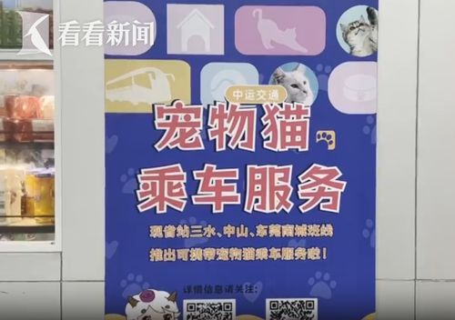 宠物猫专线怎么买