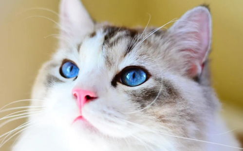 宠物猫应该怎么获得