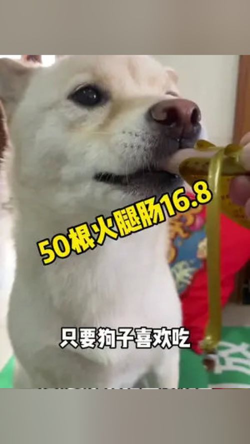 宠物猫狗火腿肠怎么喂好