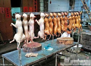 大陆宠物狗去香港怎么办