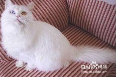 家有宠物猫怎么形容搞笑