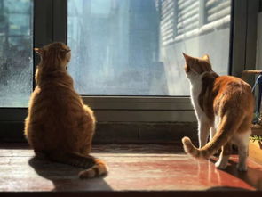 宠物猫病死怎么安慰