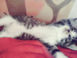 宠物猫总想出门怎么办呢