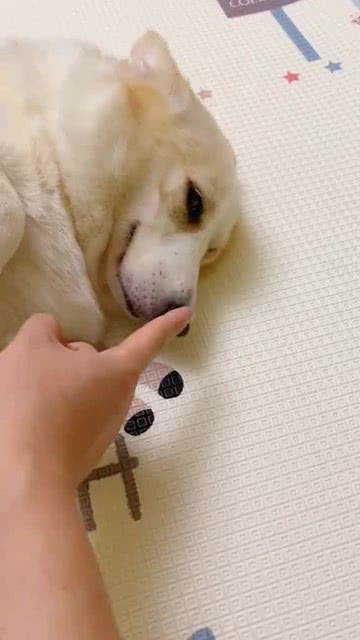 宠物狗闻到烟味怎么办小妙招