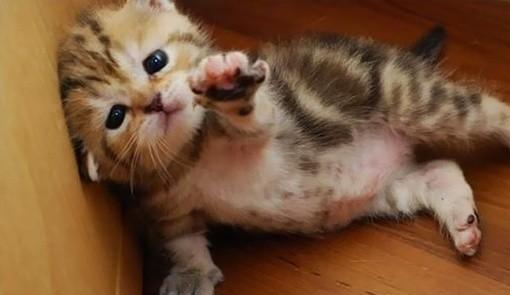 怎么测宠物猫是否爱你