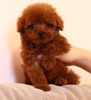 泰迪多少钱一只幼犬