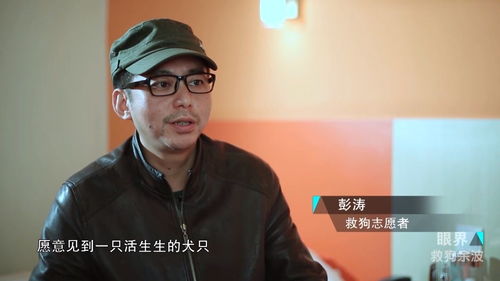 家养宠物狗被偷了怎么办