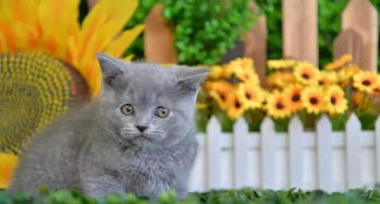 拉萨宠物猫怎么卖钱