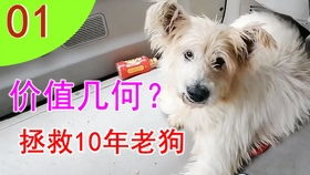 宠物狗变土狗了怎么办