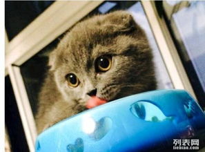 宠物猫怎么找猫主人