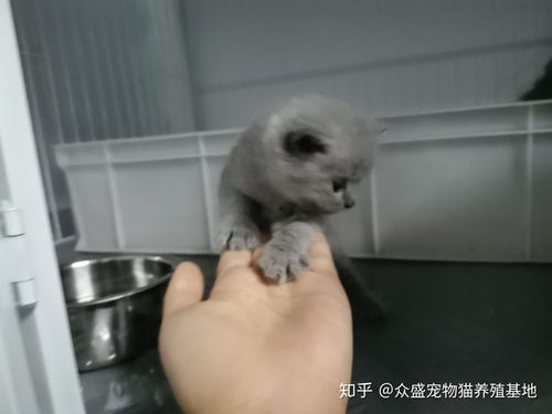 怎么养宠物猫繁育