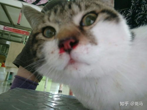 宠物猫摔下来了怎么办