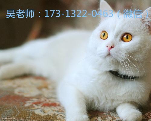 宠物猫怎么能去法国