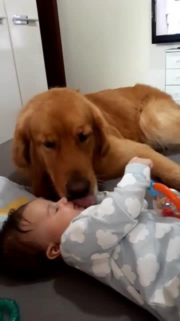 孩子玩我的宠物狗怎么办