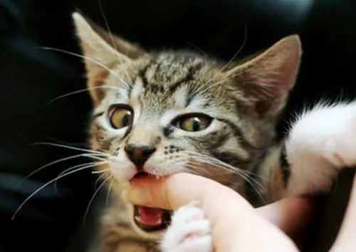 宠物猫咬怎么办