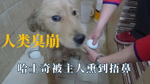 被熏臭的宠物狗怎么办