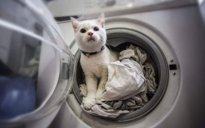 宠物猫粘衣服怎么洗