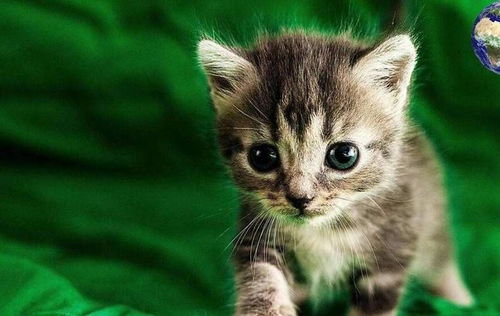 在家怎么训练宠物猫