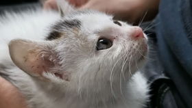 宠物猫衣服怎么勾