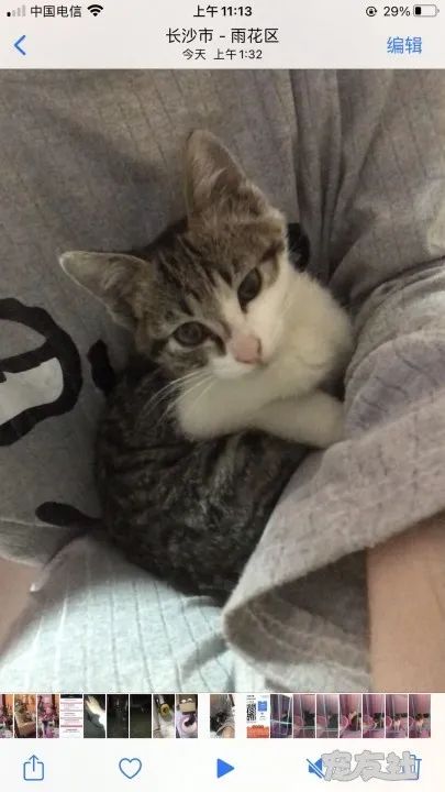 宠物狗小猫咪怎么养好看