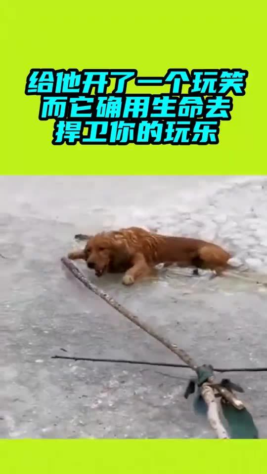 宠物狗掉入河中怎么办啊