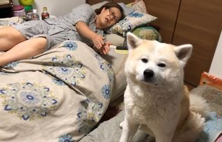 宠物狗毛比较长怎么办啊