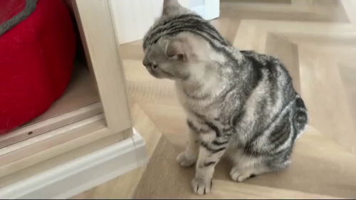 小孩偷宠物猫怎么处理