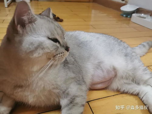 怎么帮宠物猫接生